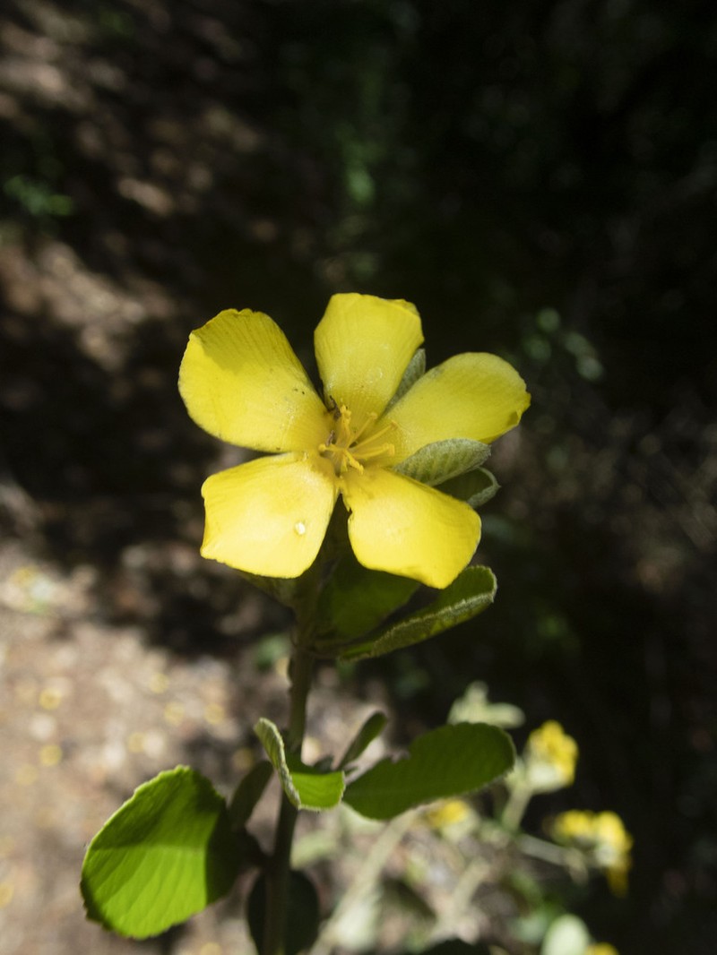 Hugonia brewerioides photo 3