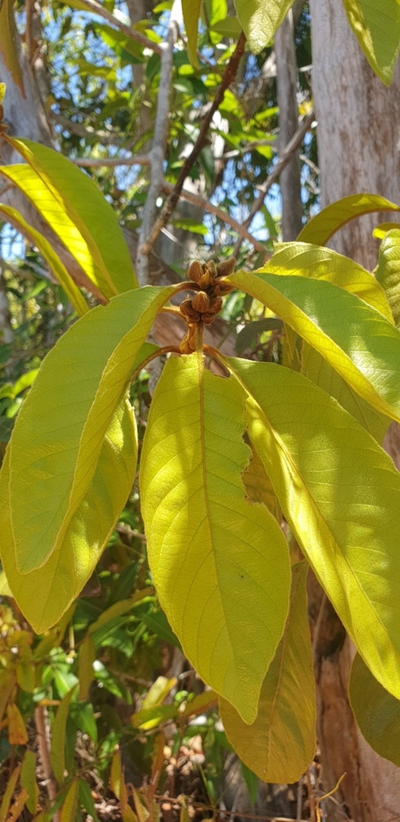 Hugonia brewerioides photo 4