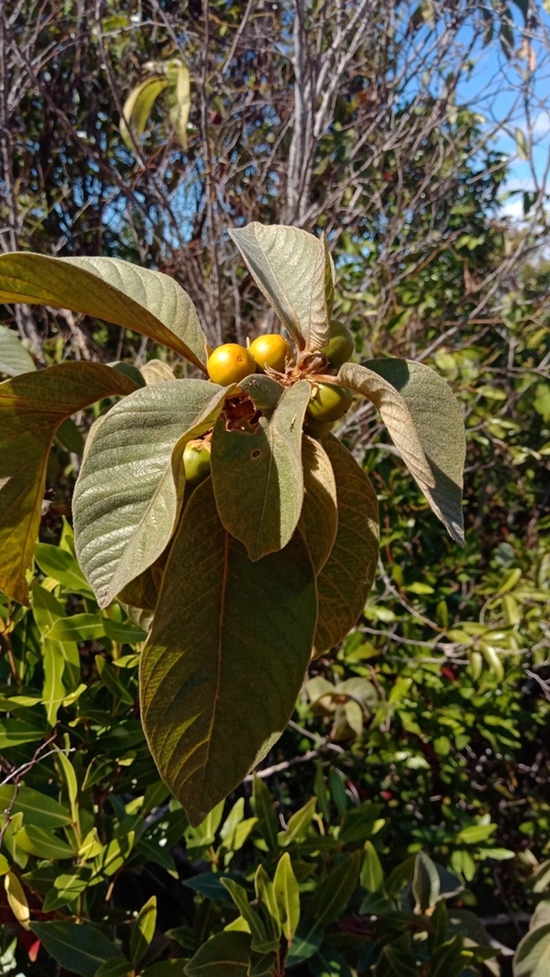 Hugonia brewerioides photo 5