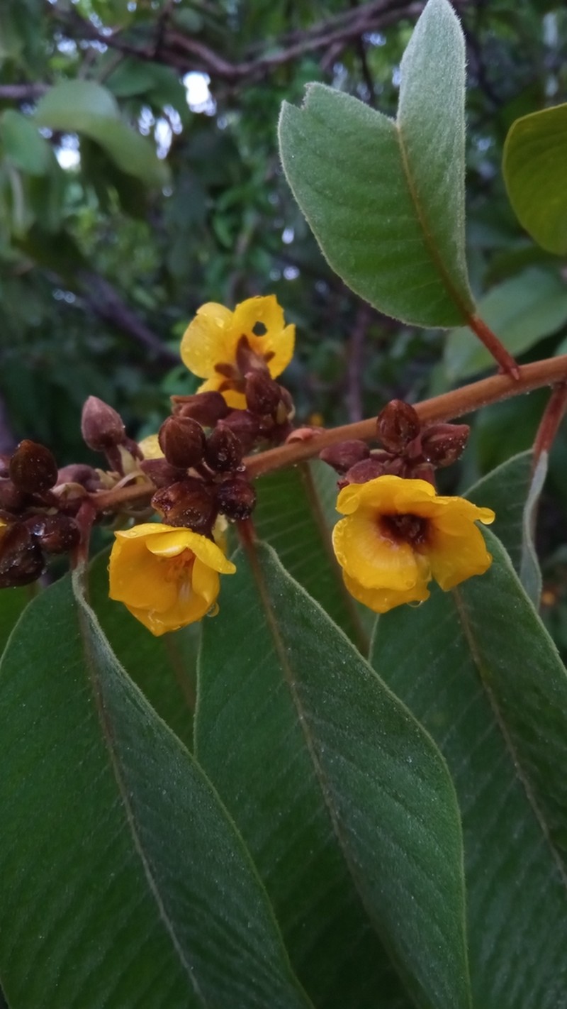 Hugonia brewerioides photo 6