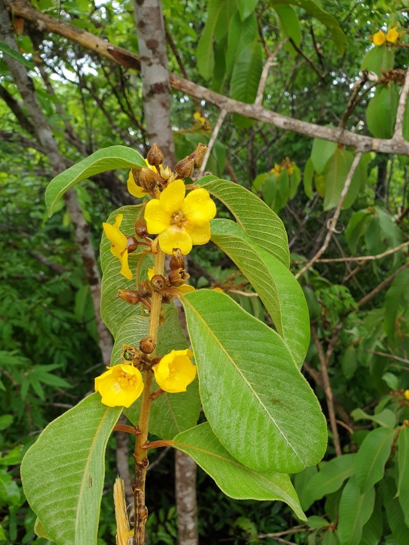 Hugonia brewerioides photo 8