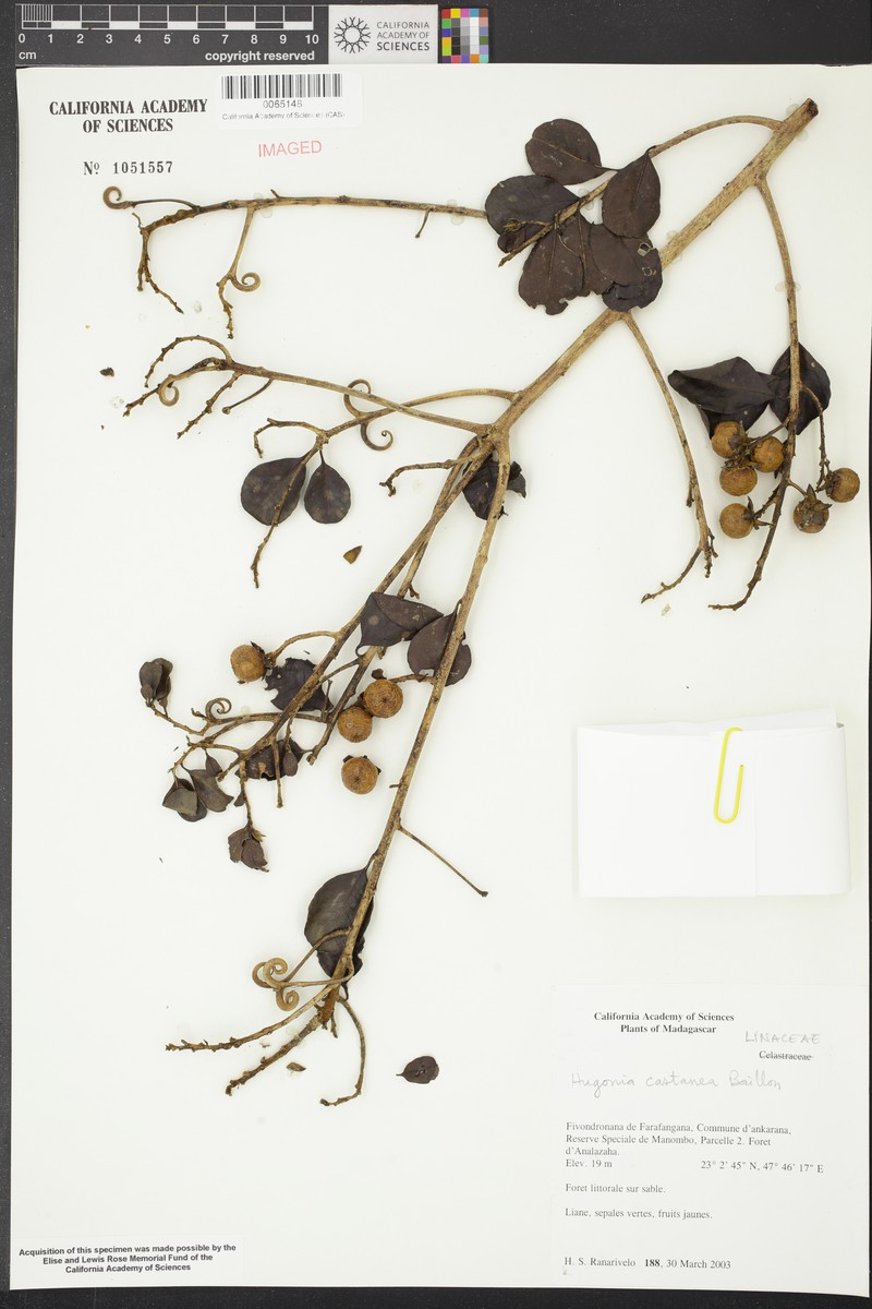 Hugonia castanea