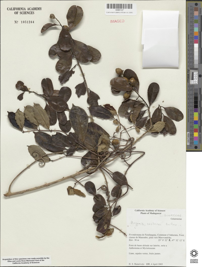 Hugonia castanea photo 2