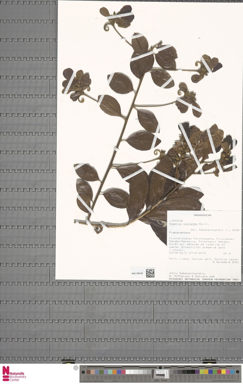 Hugonia castanea photo 3