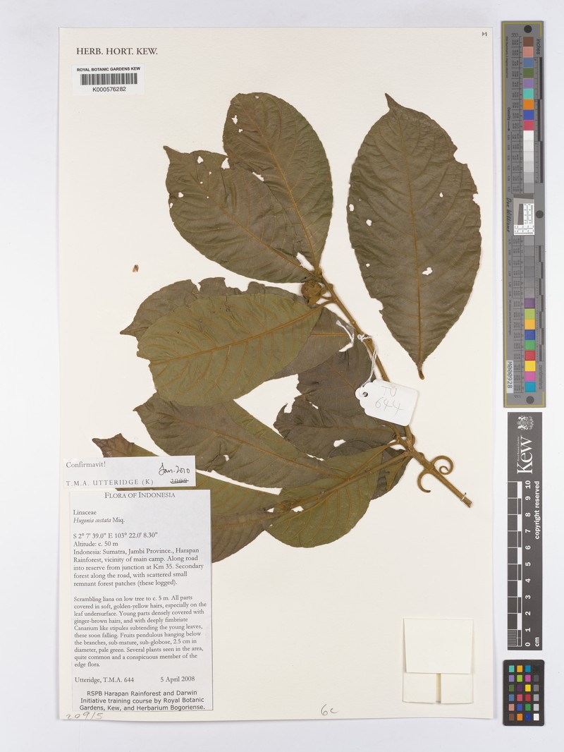 Hugonia costata