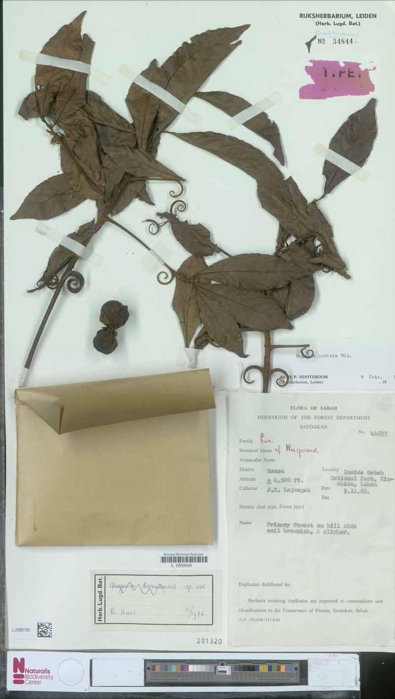 Hugonia costata photo 2