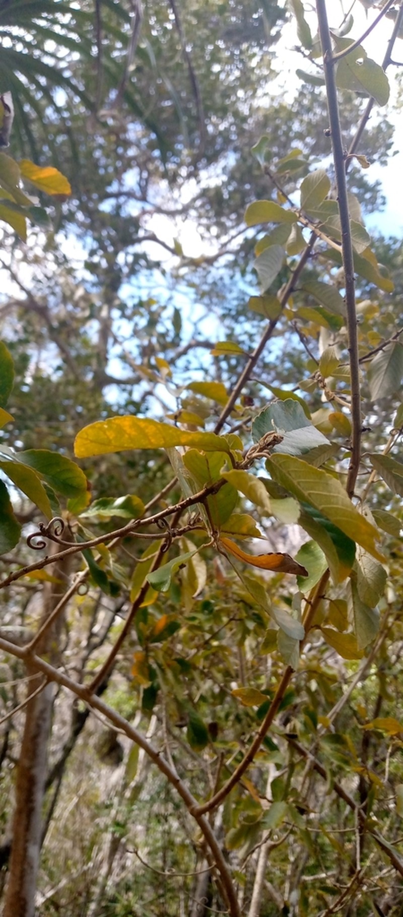 Hugonia coursiana