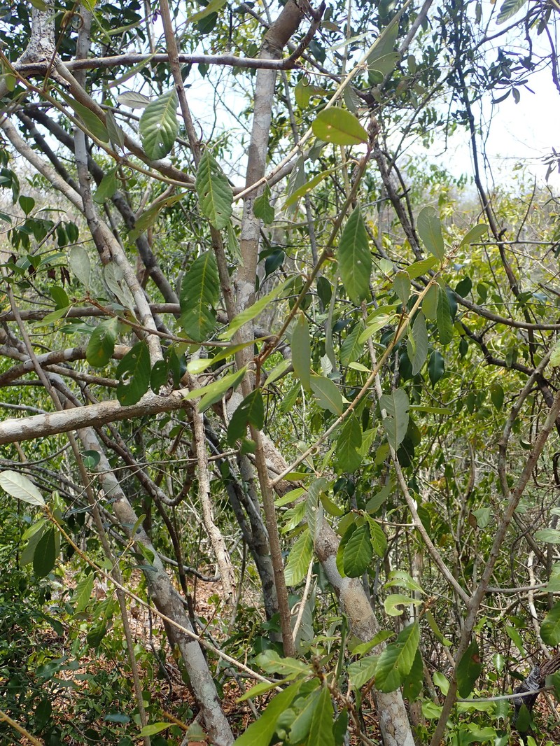 Hugonia coursiana photo 3