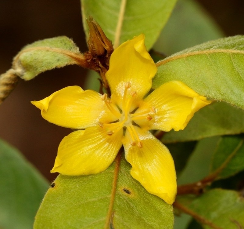 Hugonia ferruginea photo 2