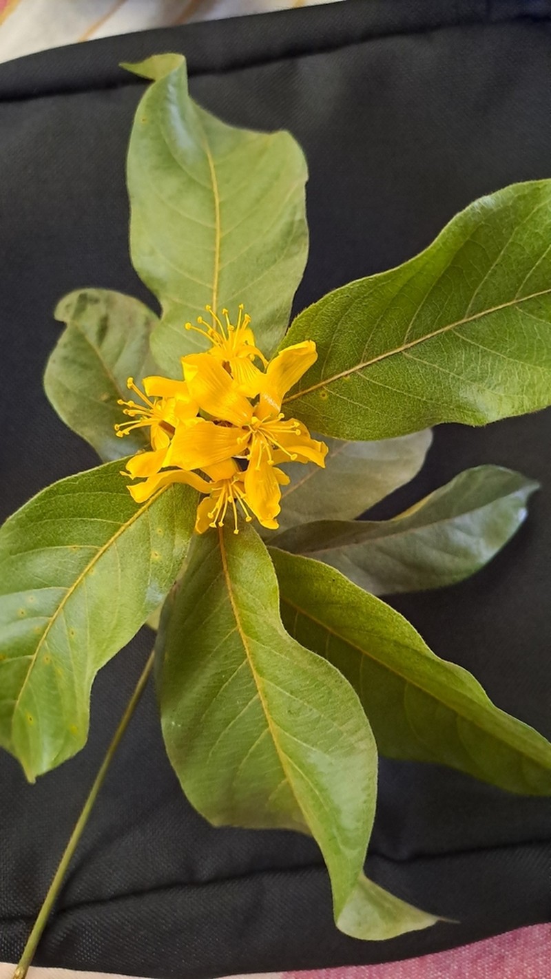 Hugonia ferruginea photo 3
