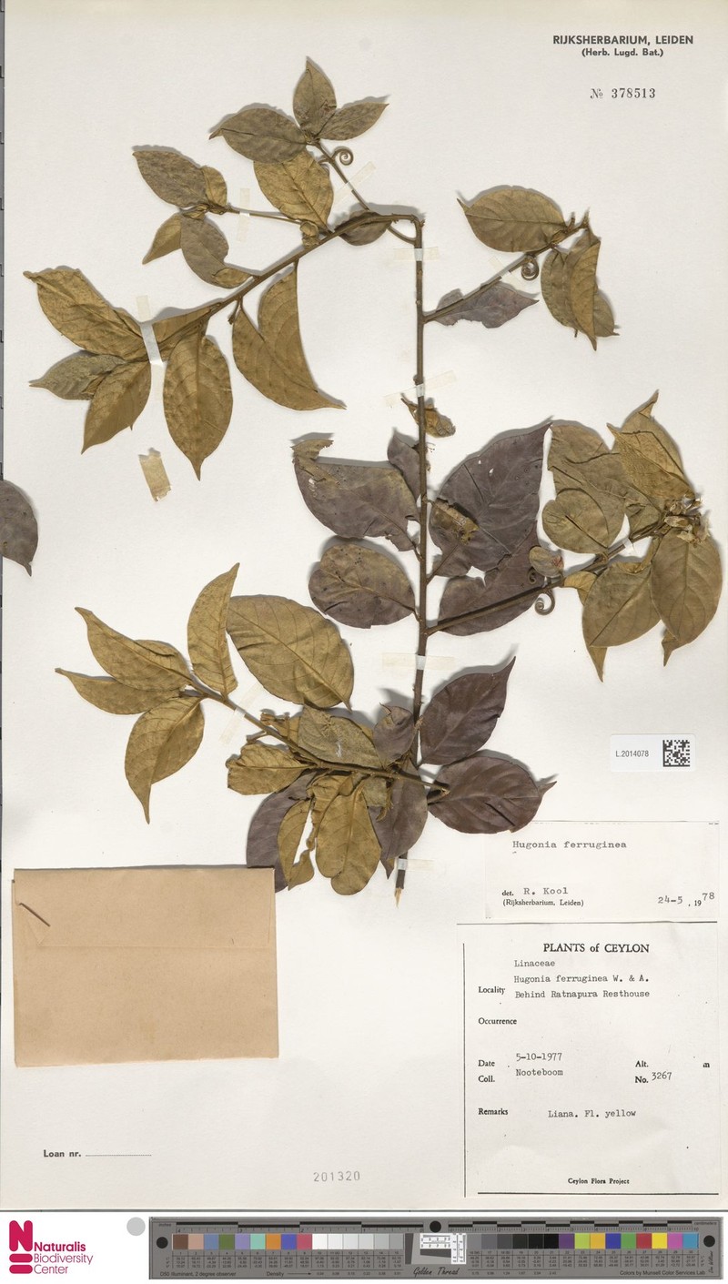 Hugonia ferruginea photo 5