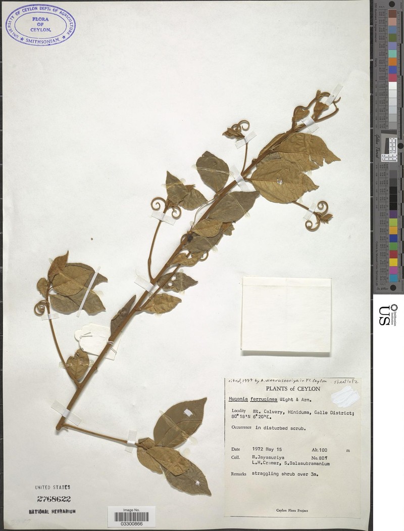 Hugonia ferruginea photo 6