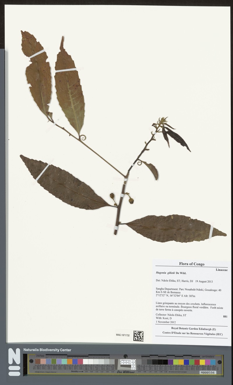 Hugonia gilletii