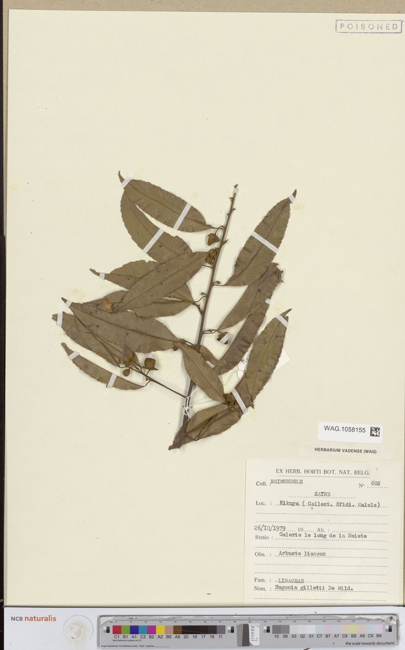 Hugonia gilletii photo 2
