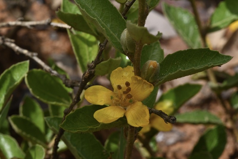 Hugonia gossweileri