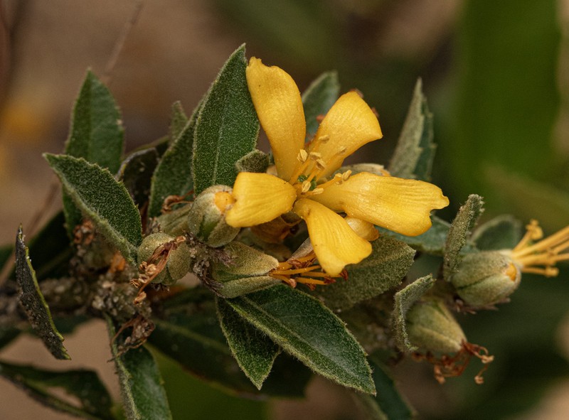 Hugonia gossweileri photo 2