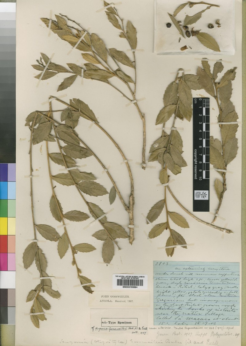 Hugonia gossweileri photo 5