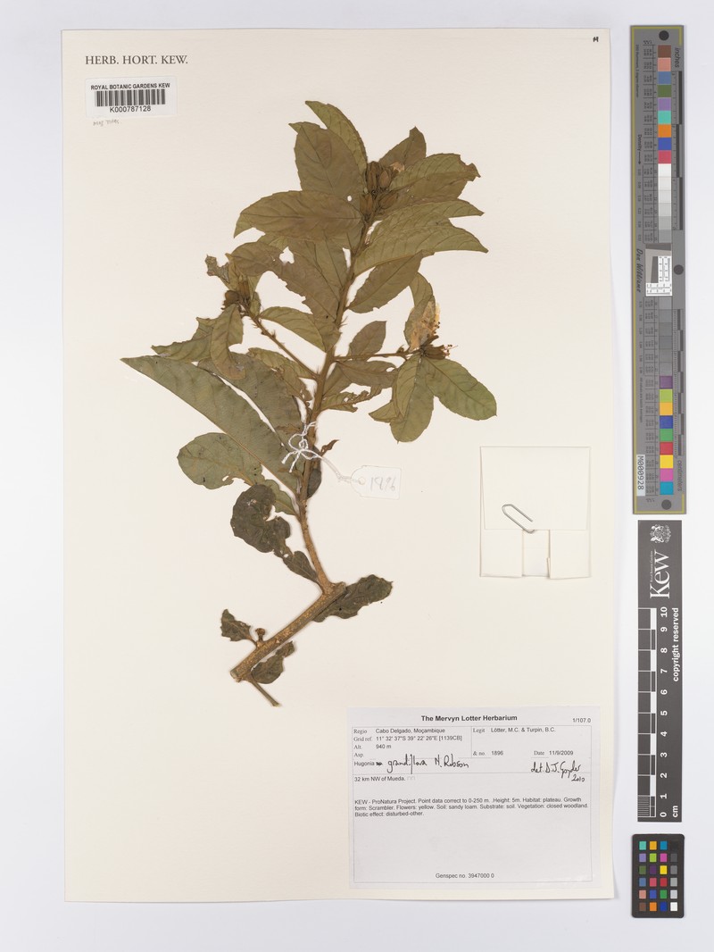 Hugonia grandiflora