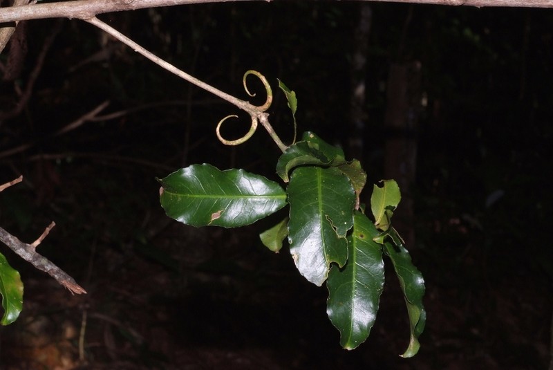 Hugonia jenkinsii