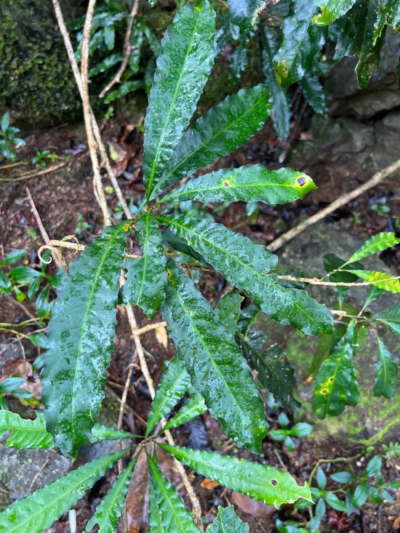 Hugonia jenkinsii photo 3