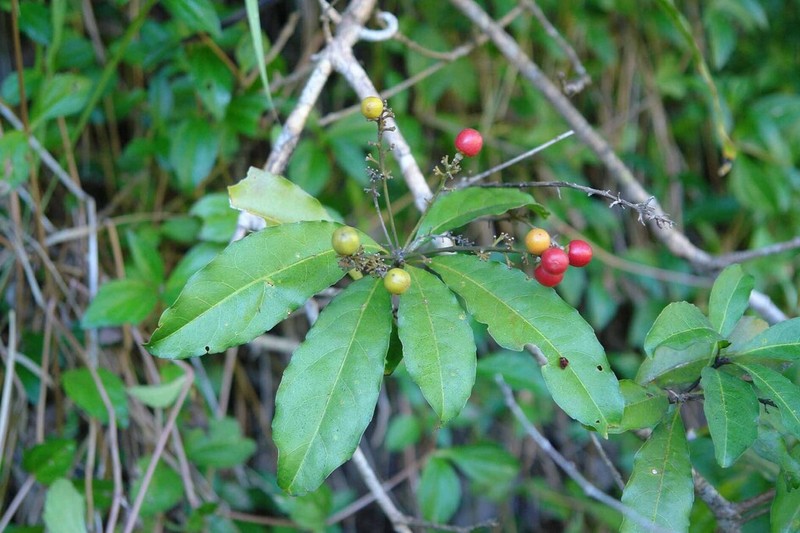 Hugonia jenkinsii photo 4