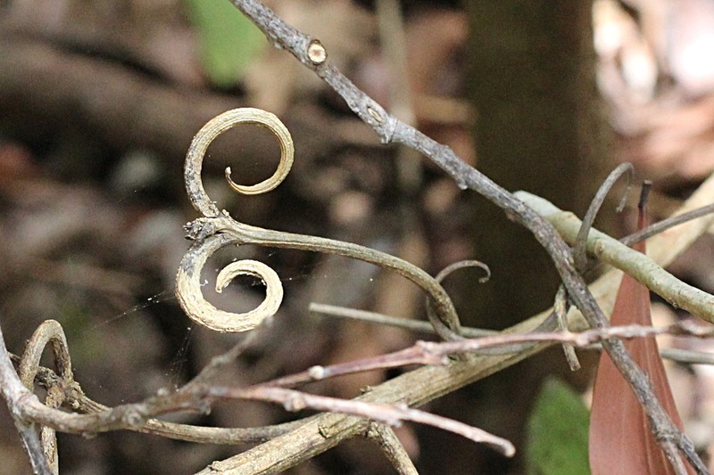 Hugonia jenkinsii photo 6