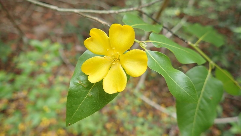 Hugonia longipes