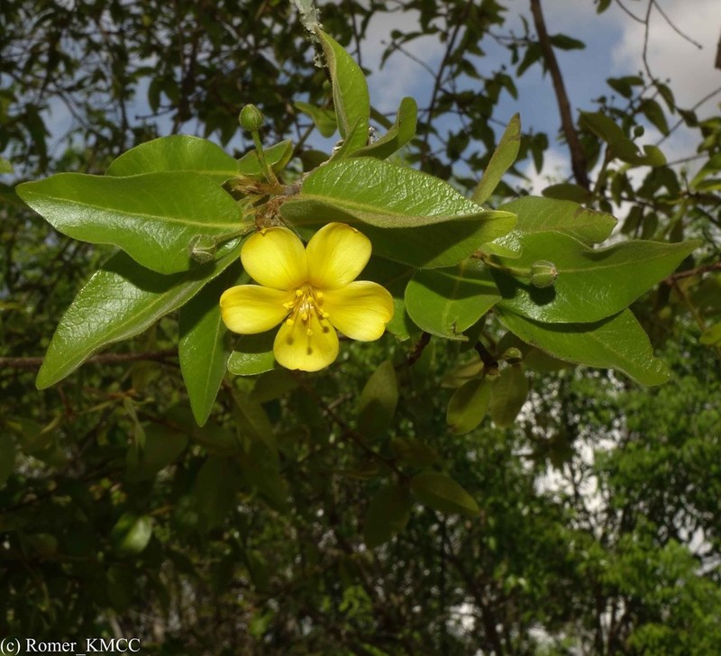 Hugonia longipes photo 2