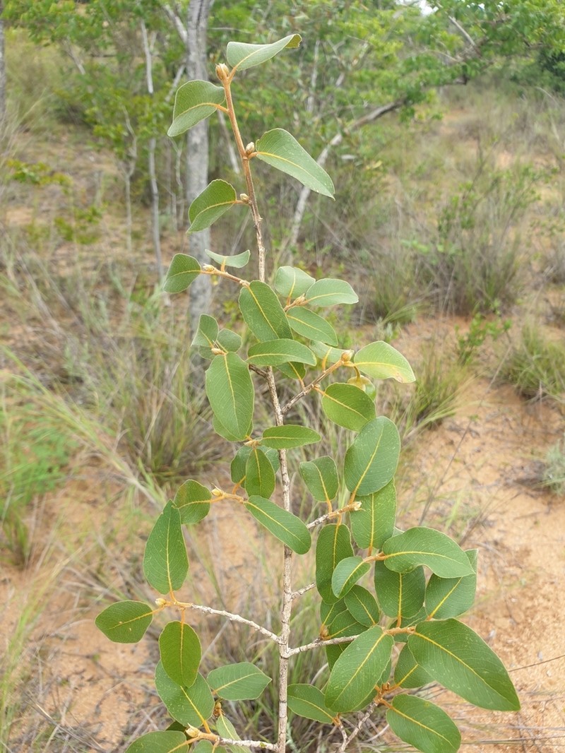 Hugonia longipes photo 4