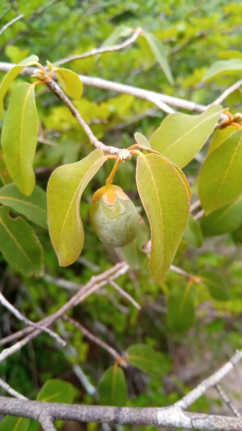 Hugonia longipes photo 5