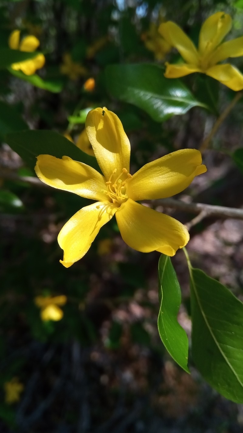 Hugonia longipes photo 7