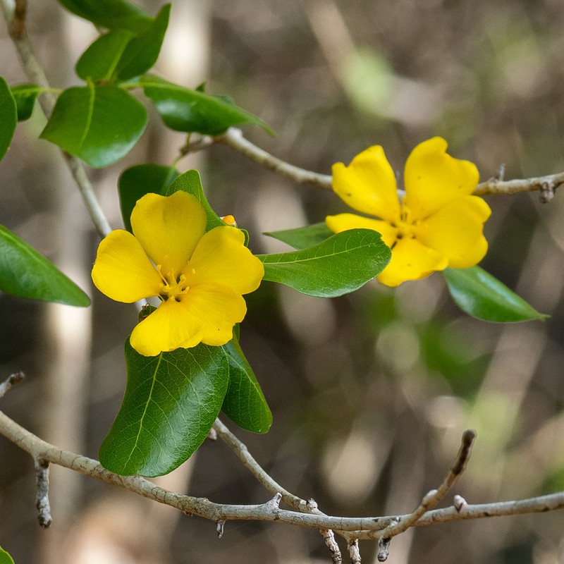 Hugonia longipes photo 8