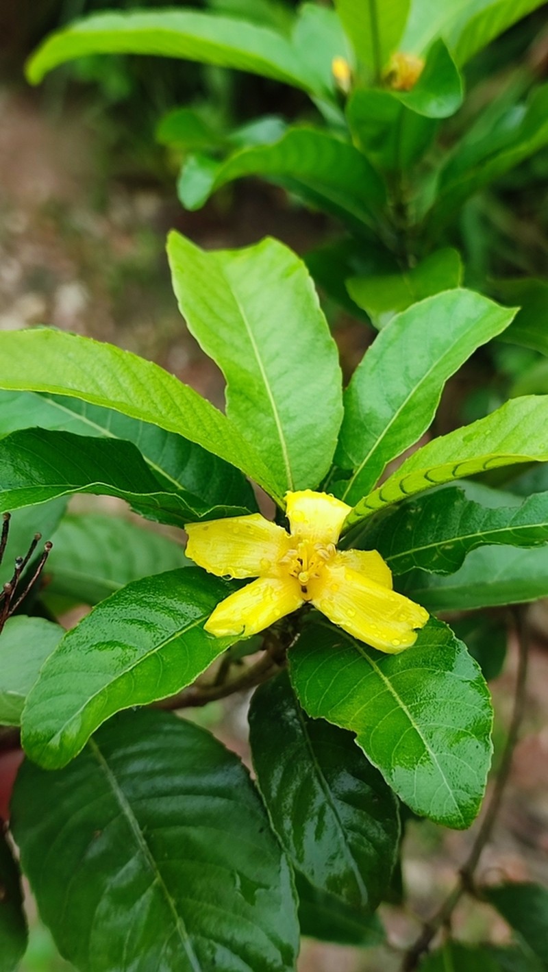 Hugonia macrocarpa
