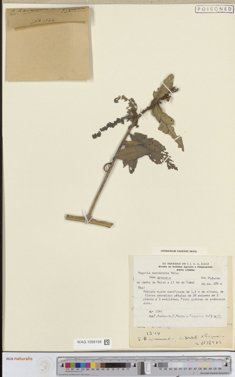 Hugonia macrocarpa photo 2