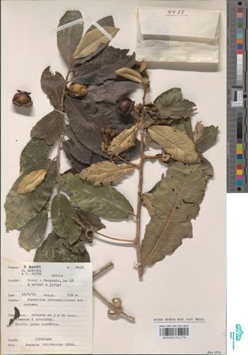 Hugonia macrocarpa photo 3