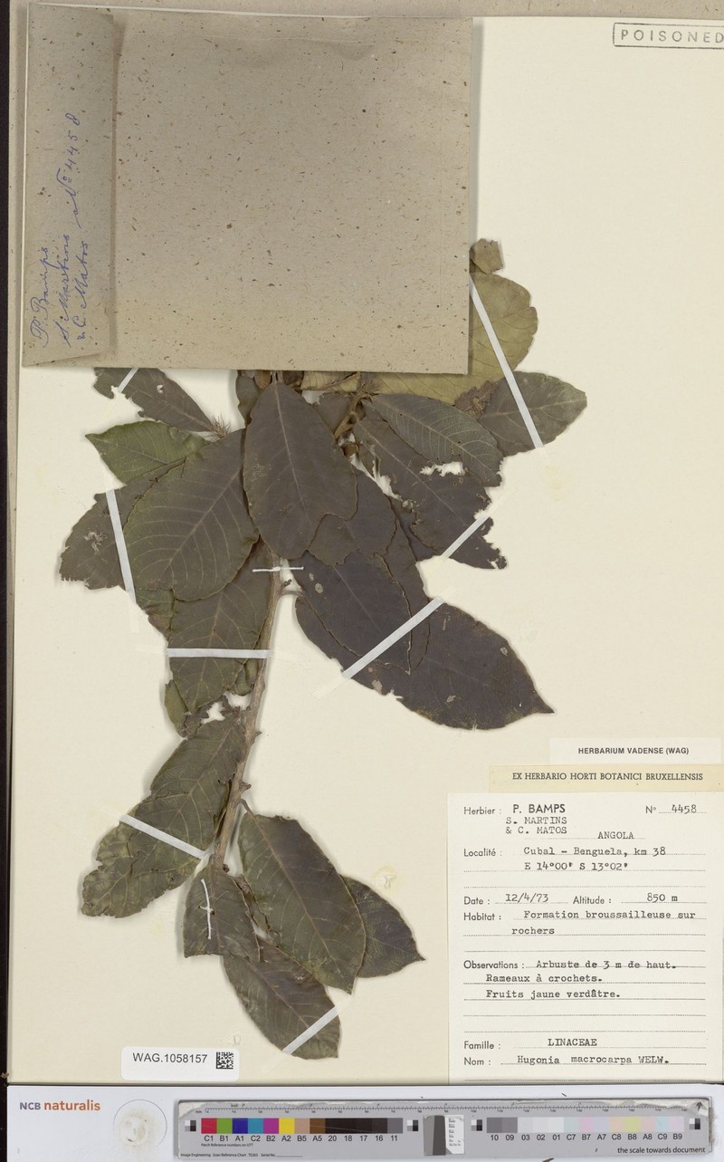 Hugonia macrocarpa photo 4