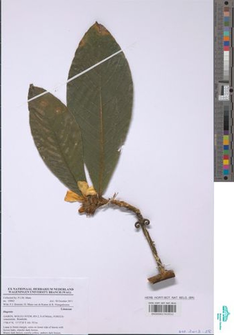 Hugonia macrophylla