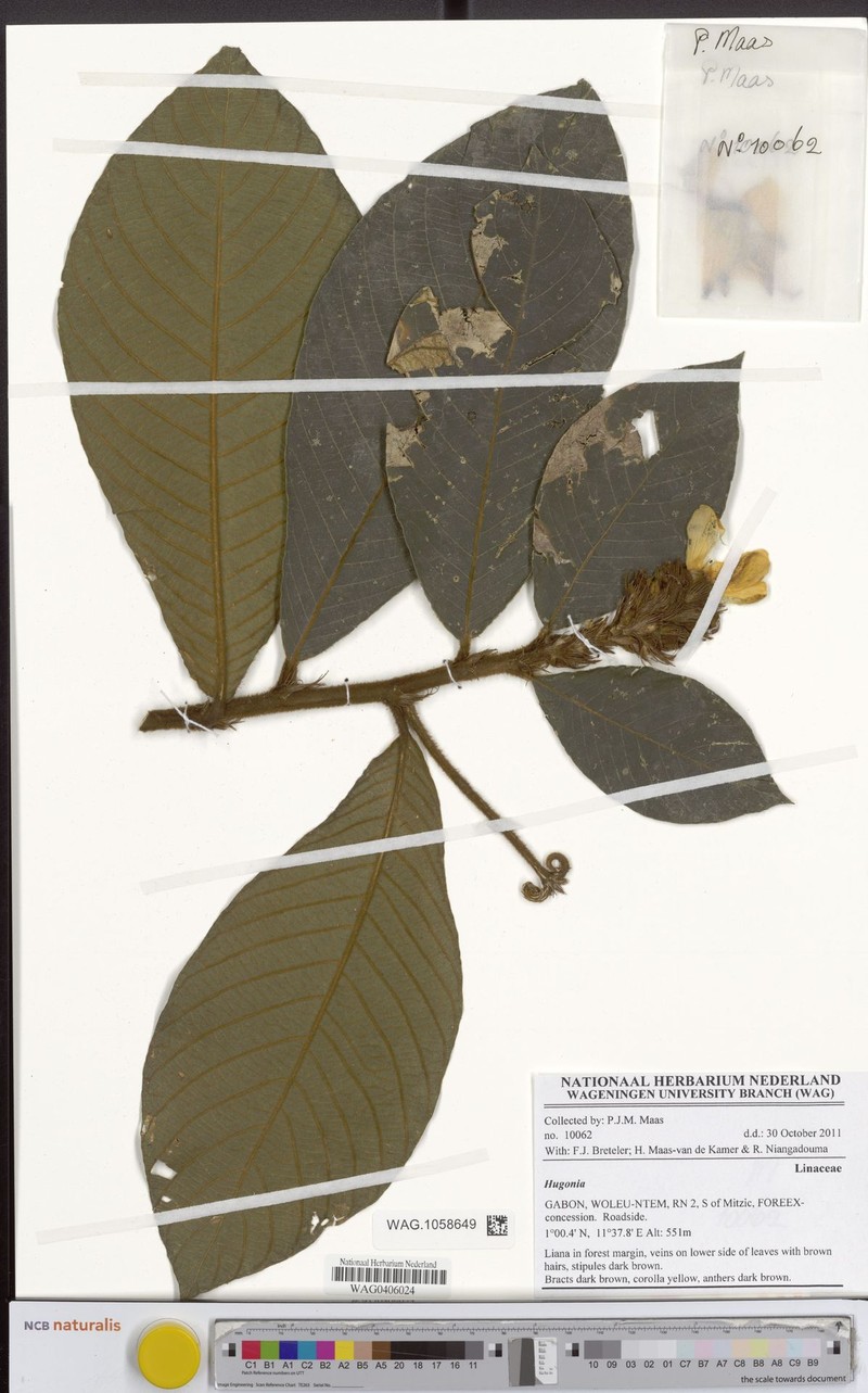 Hugonia macrophylla photo 2