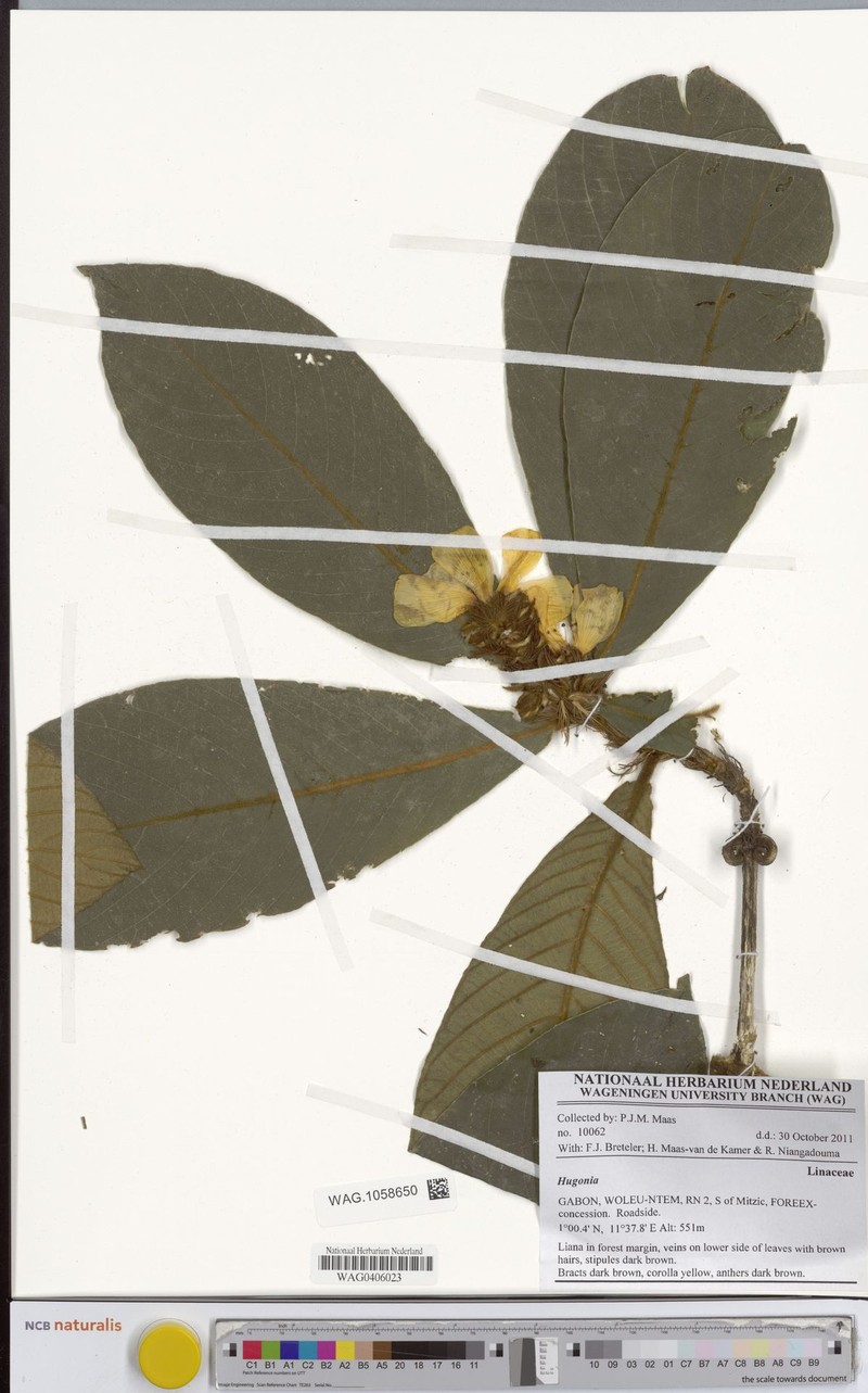 Hugonia macrophylla photo 3