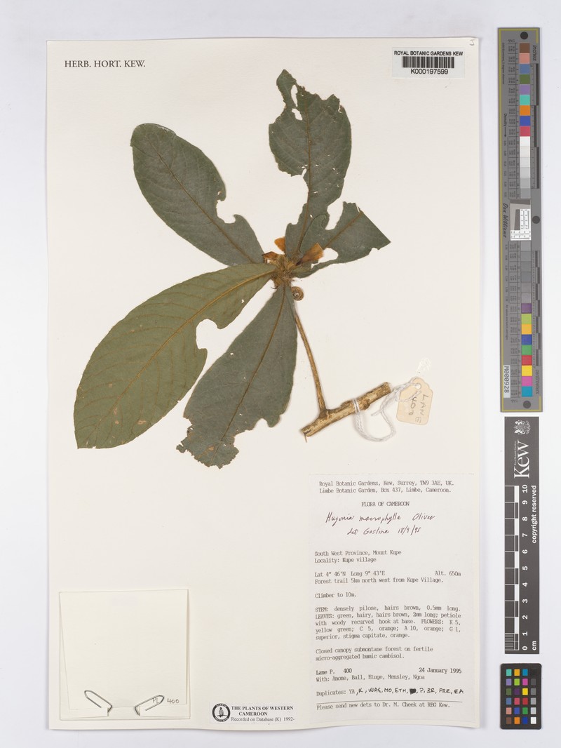 Hugonia macrophylla photo 4
