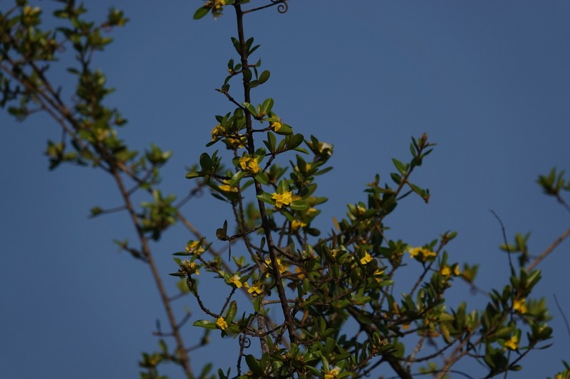 Hugonia mystax photo 3
