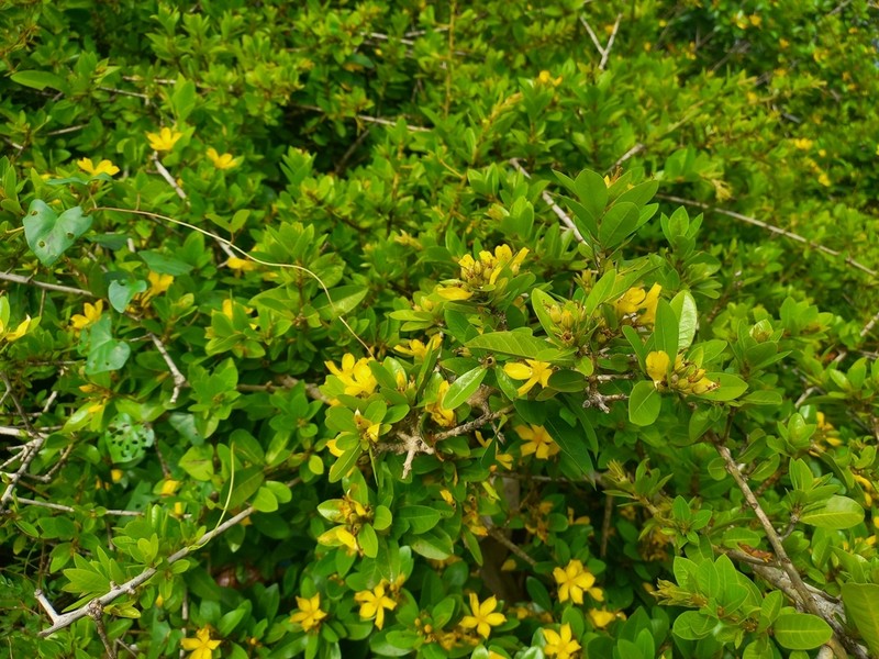 Hugonia mystax photo 4