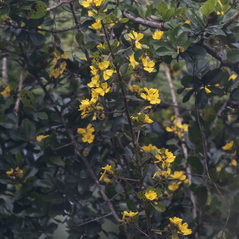 Hugonia mystax photo 5