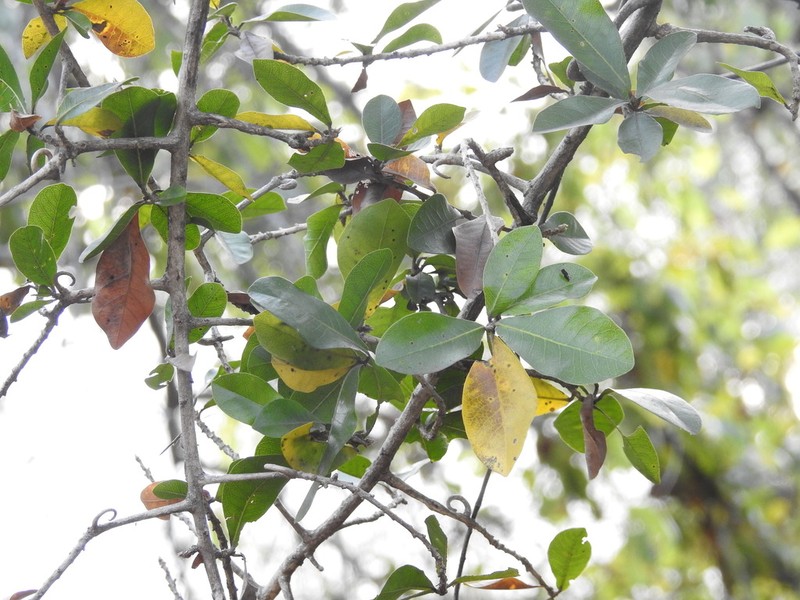 Hugonia mystax photo 6