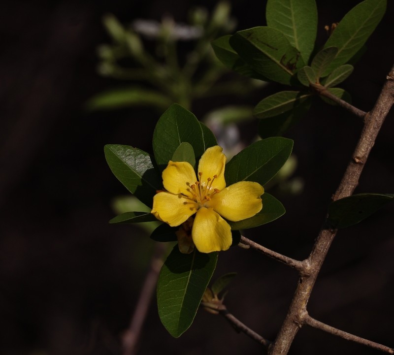 Hugonia mystax photo 7