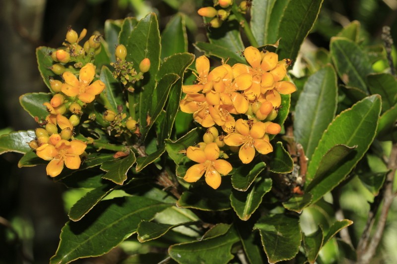 Hugonia oreogena