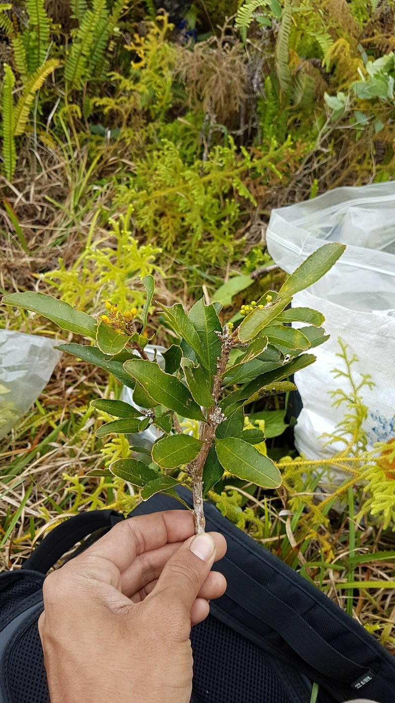Hugonia oreogena photo 2