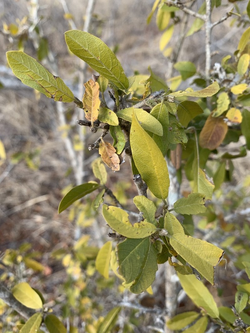 Hugonia orientalis