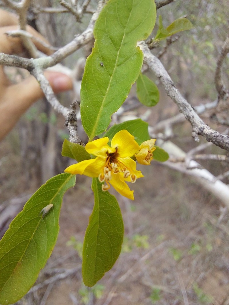 Hugonia orientalis photo 2