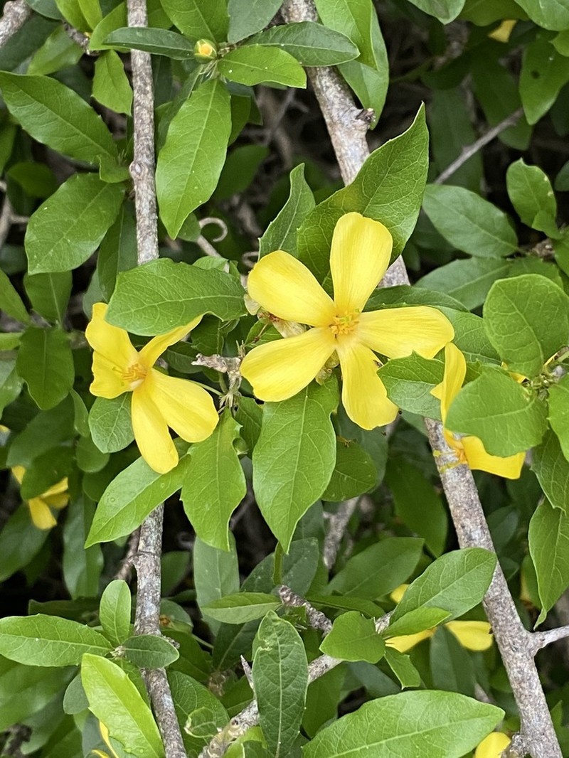 Hugonia orientalis photo 3